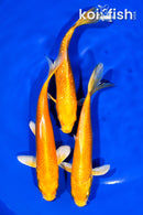 PACK OF (3) 5.5"- 5.75" YAMABUKI OGON