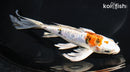 7.5" HEISEI NISHIKI BUTTERFLY