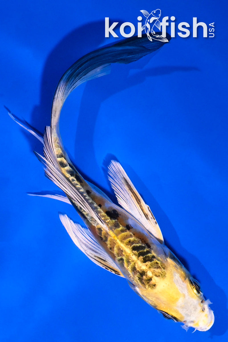 5.5" HEISEI NISHIKI BUTTERFLY