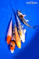 PACK OF (5) 4-5" STANDARD KOI