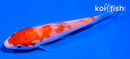 4.5" KOHAKU