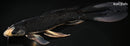 10.5" BENI MATSUKAWABAKE BUTTERFLY