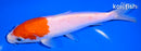 6.75" KOHAKU