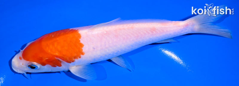 6.75" KOHAKU