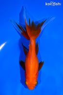 5.75" WATONAI GOLDFISH