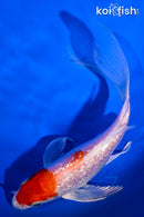 6.25" GINRIN HARIWAKE BUTTERFLY