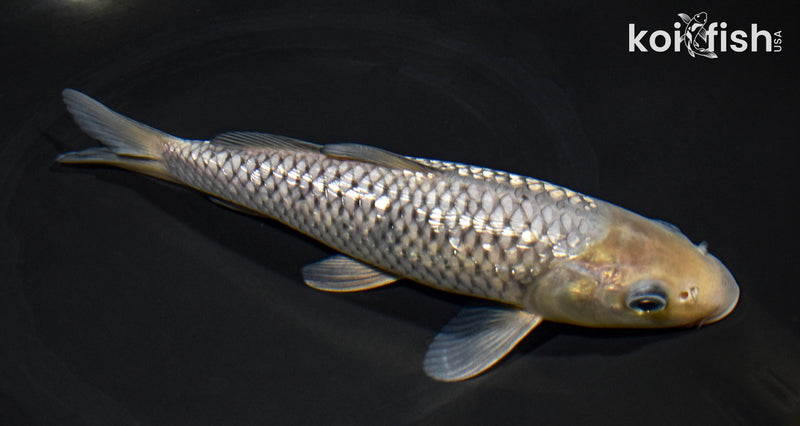 8.25" GINRIN SORAGOI