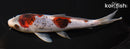 7.25" BUDO GOROMO