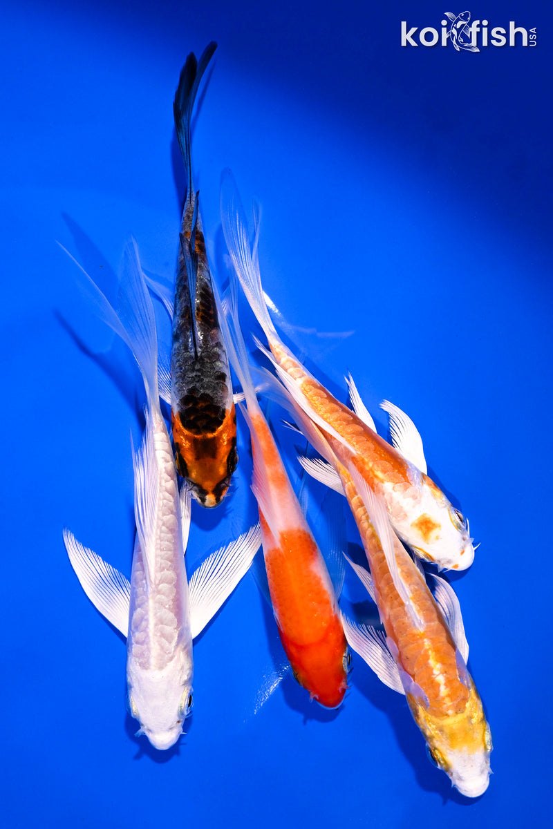 PACK OF (5) 4-5.5" BUTTERFLY KOI