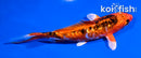 5.5" ARAGOKE GINRIN ORENJI MATSUBA