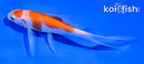 4" MARUTEN KOHAKU BUTTERFLY