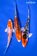 PACK OF (3) 5-6" STANDARD KOI