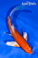 5.5" HARIWAKE BUTTERFLY