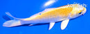 4.5" YAMABUKI OGON
