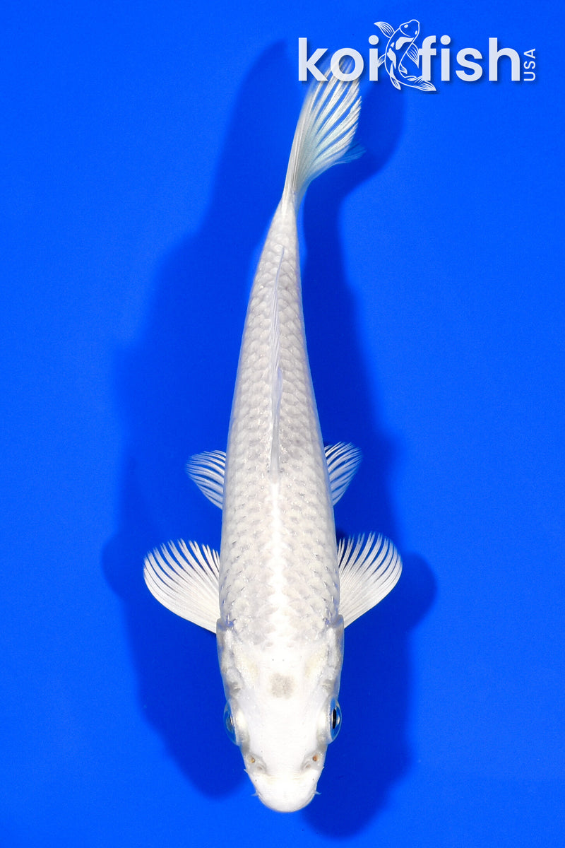 5.5" PLATINUM OGON