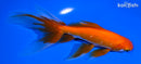 6.5" WATONAI GOLDFISH