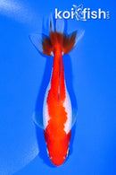 5" SARASA WAKIN GOLDFISH