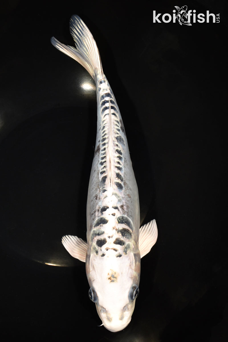12.25" KIKOKURYU
