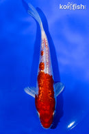 5" GINRIN KOHAKU