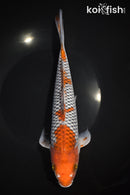 11.25" OCHIBA SHIGURE