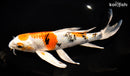 9.5" YAMATO NISHIKI BUTTERFLY