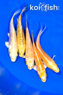 PACK OF (5) 3.75-4" STANDARD KOI