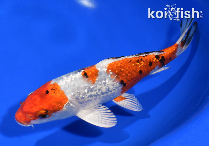 7.75" GINRIN YAMATO NISHISKI