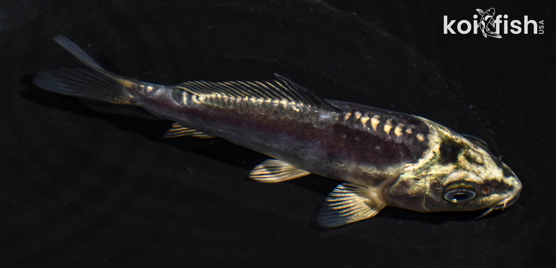 5" KIKOKURYU