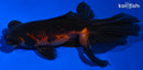 4.5" TELESCOPE GOLDFISH