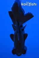 5" TELESCOPE FANTAIL GOLDFISH