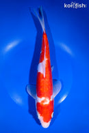 11.25" DOITSU KOHAKU