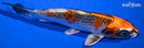 6.5" KUJAKU
