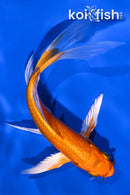 5.25" ORENJI OGON BUTTERFLY