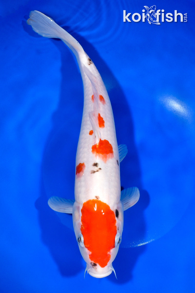 12.5" SANKE