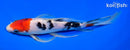8.5" SANKE BUTTERFLY