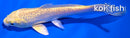 5.75" GINRIN YAMABUKI OGON