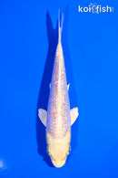 4.75" GINRIN YAMABUKI OGON