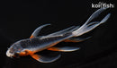 6.75" ASAGI BUTTERFLY