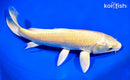 9.75" YAMABUKI OGON