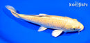 7.75" YAMABUKI OGON