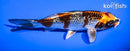 5.5" GINGA