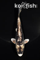 5.5" BENI KIKOKURYU