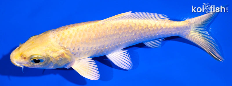 5" YAMABUKI OGON