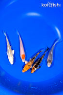 PACK OF (5) 4-4.25" STANDARD KOI