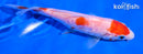 5" MARUTEN KOHAKU
