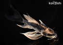 7.25" ARAGOKE KIKOKURYU BUTTERFLY