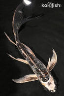 8" BENI KIKOKURYU BUTTERFLY