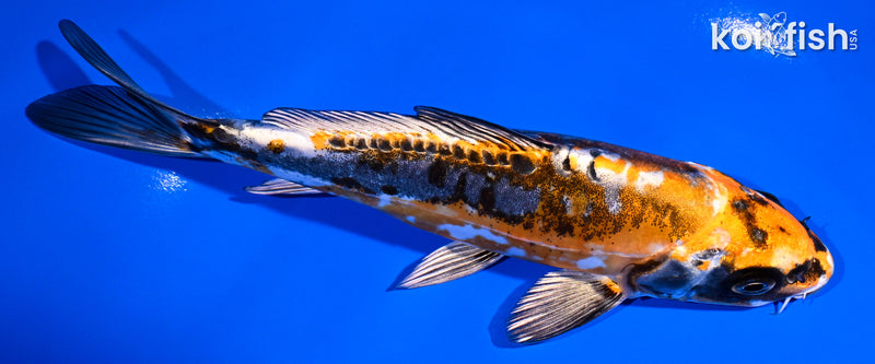 6.5" BENI KIKOKURYU