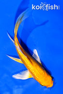 4.5" GINRIN YAMABUKI OGON BUTERFLY