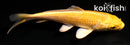 4" YAMABUKI OGON